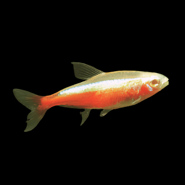 Gold Cardinal Tetra Paracheirodon Axelrodi 2cm - Real Aquatics