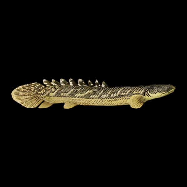 Gold Dust Bichir Polypterus Palmas Palmas Buettikoferi 10cm - Real Aquatics