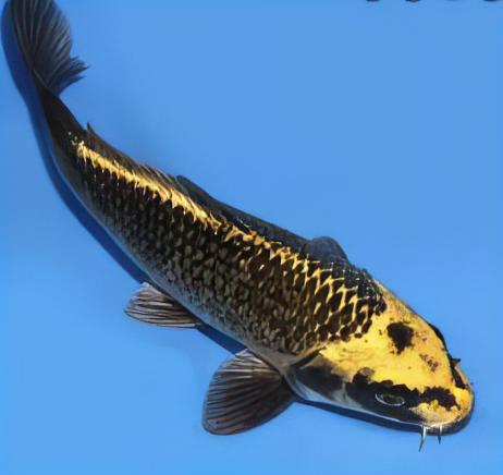 10 x Gold Ghost Koi Carp Cyprinus Carpio