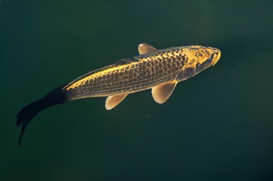 10 x Gold Ghost Koi Carp Cyprinus Carpio