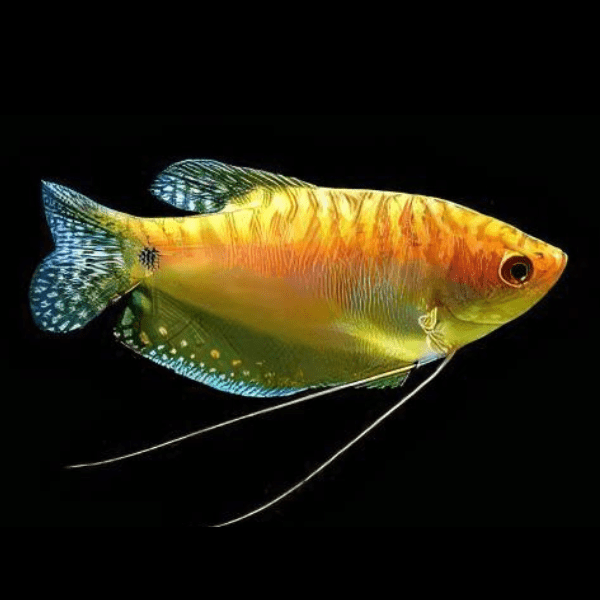 Gold Gourami Trichopodus Trichopterus 5cm - Real Aquatics