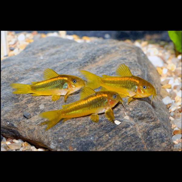 Gold Laser Corydoras SP CW010 3cm Catfish - Real Aquatics
