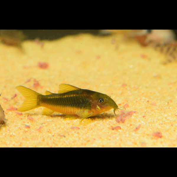Gold Laser Corydoras SP CW010 3cm Catfish - Real Aquatics