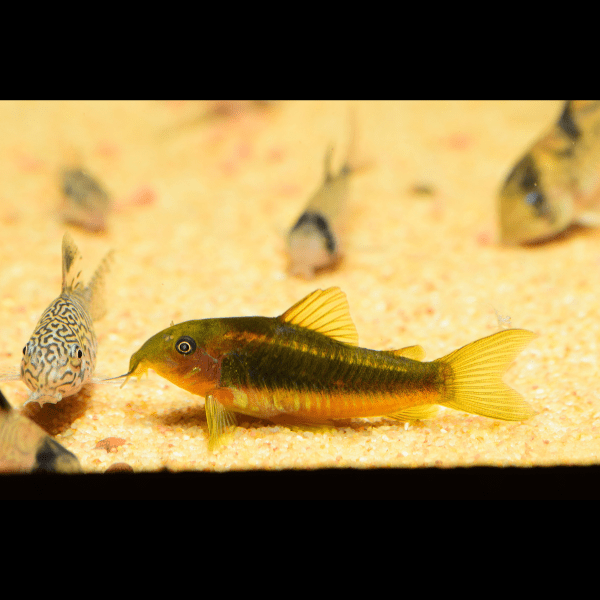 Gold Laser Corydoras SP CW010 3cm Catfish - Real Aquatics