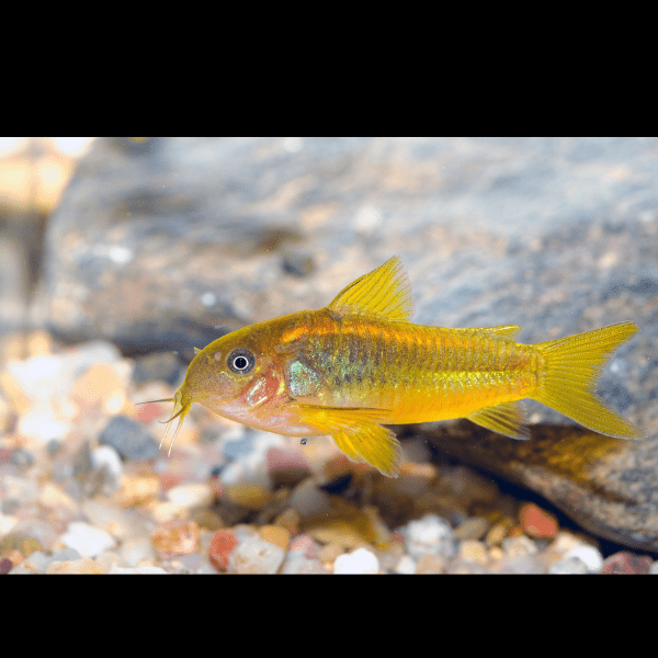 Gold Laser Corydoras SP CW010 3cm Catfish - Real Aquatics