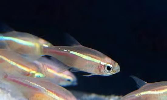 Gold Neon Tetra Paracheirodon Innesi 2cm - Real Aquatics