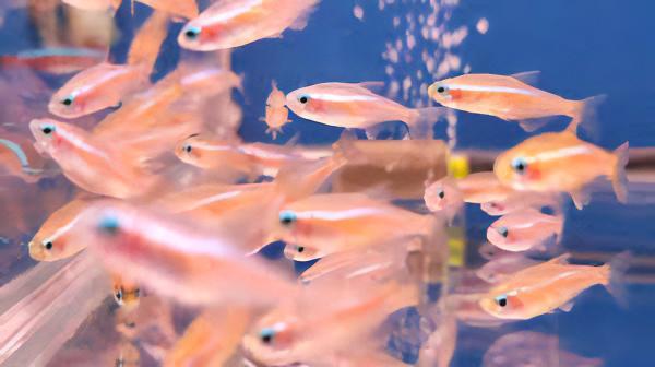 Gold Neon Tetra Paracheirodon Innesi 2cm - Real Aquatics