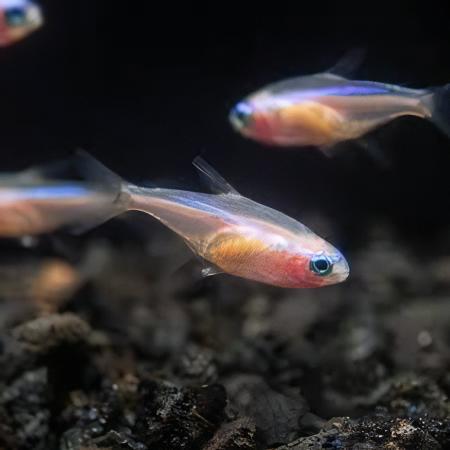 Gold Neon Tetra Paracheirodon Innesi 2cm - Real Aquatics