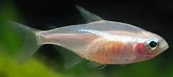 Gold Neon Tetra Paracheirodon Innesi 2cm - Real Aquatics