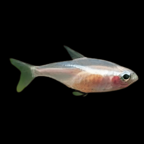 Gold Neon Tetra Paracheirodon Innesi 2cm - Real Aquatics