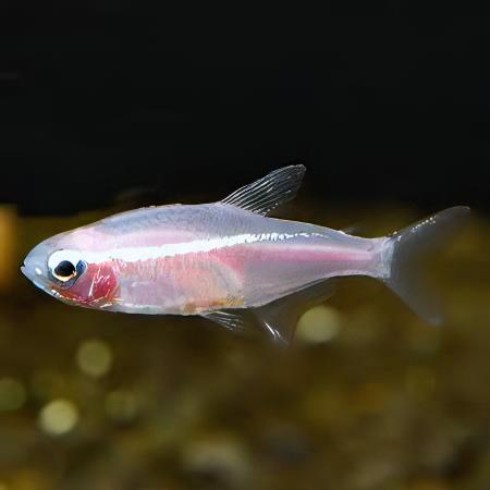 Gold Neon Tetra Paracheirodon Innesi 2cm - Real Aquatics