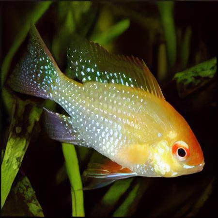 Gold Ram Mikrogeophagus Ramirezi 3cm - Real Aquatics