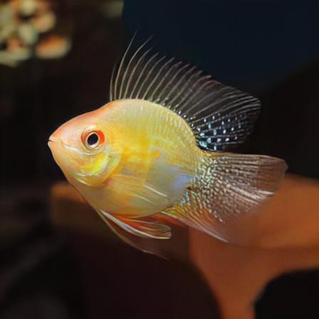 Gold Ram Mikrogeophagus Ramirezi 3cm - Real Aquatics