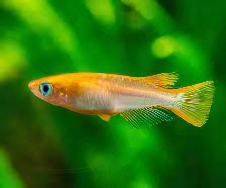 Gold Rice Fish Tetra Oryzias Latipes 3cm - Real Aquatics