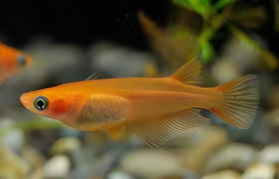 Gold Rice Fish Tetra Oryzias Latipes 3cm - Real Aquatics