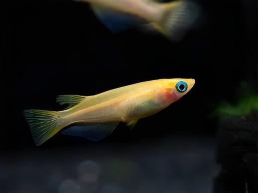 Gold Rice Fish Tetra Oryzias Latipes 3cm - Real Aquatics