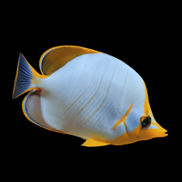 Gold Rim Butterfly Fish Chaetodon Xanthocephalus - Real Aquatics