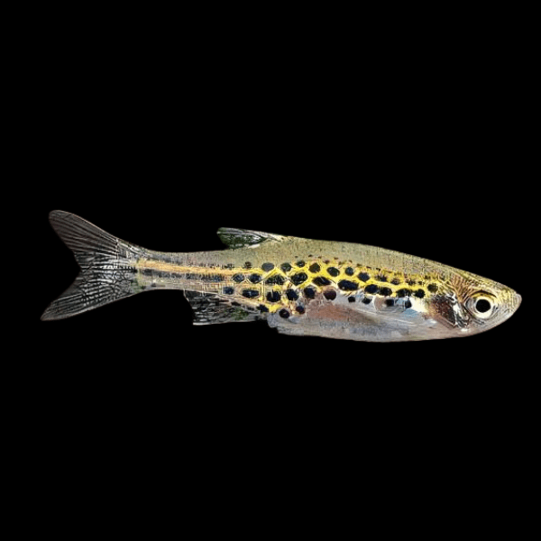 Gold Ring Spotted Burmese Brachydanio Tiniwini 2cm - Real Aquatics