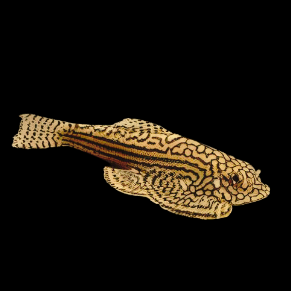 Gold Tailed Hillstream Loach Hong Kong Spotted Butterfly Pleco 4cm - Real Aquatics