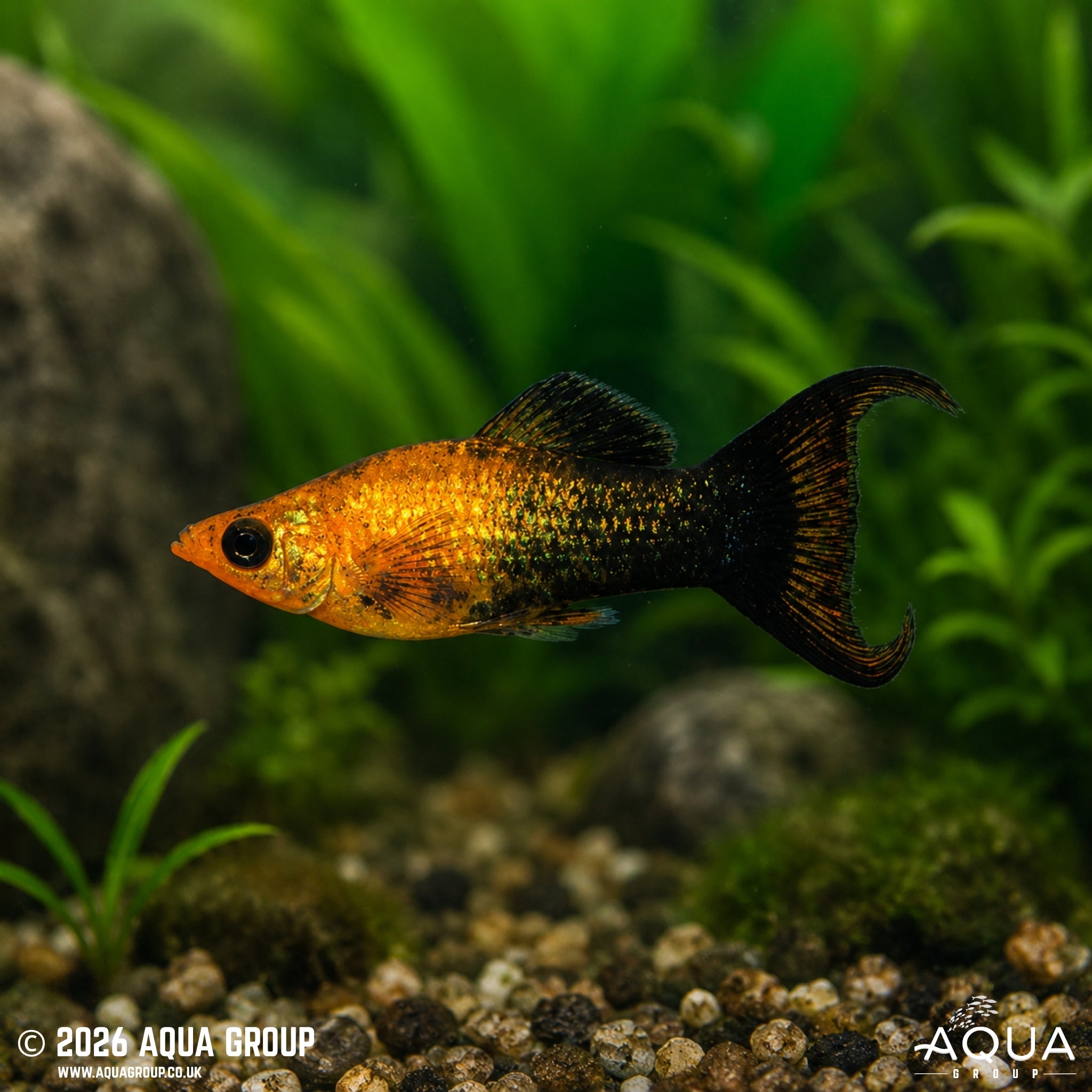 Gold Black Lyretail Molly (Poecilia latipinna)