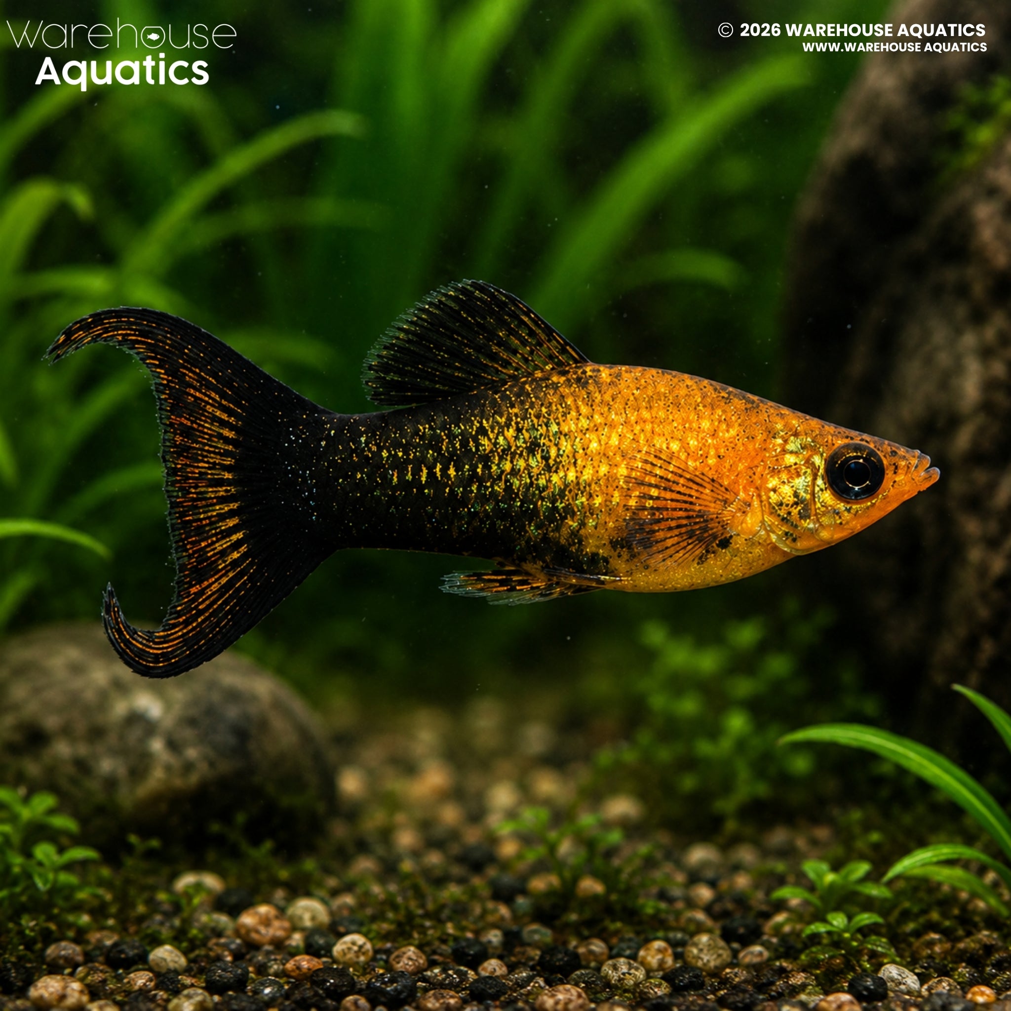 Gold Black Lyretail Molly (Poecilia latipinna)