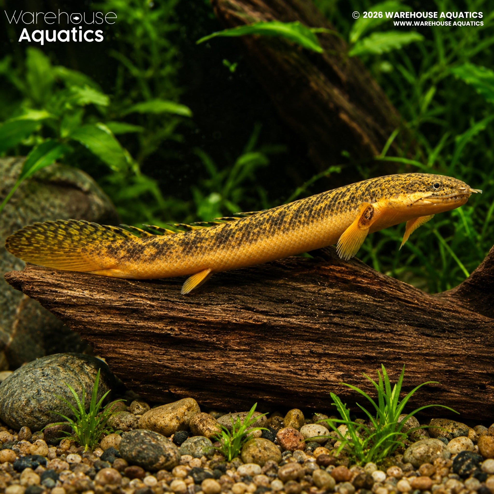 Gold Dust Bichir (Polypterus palmas)