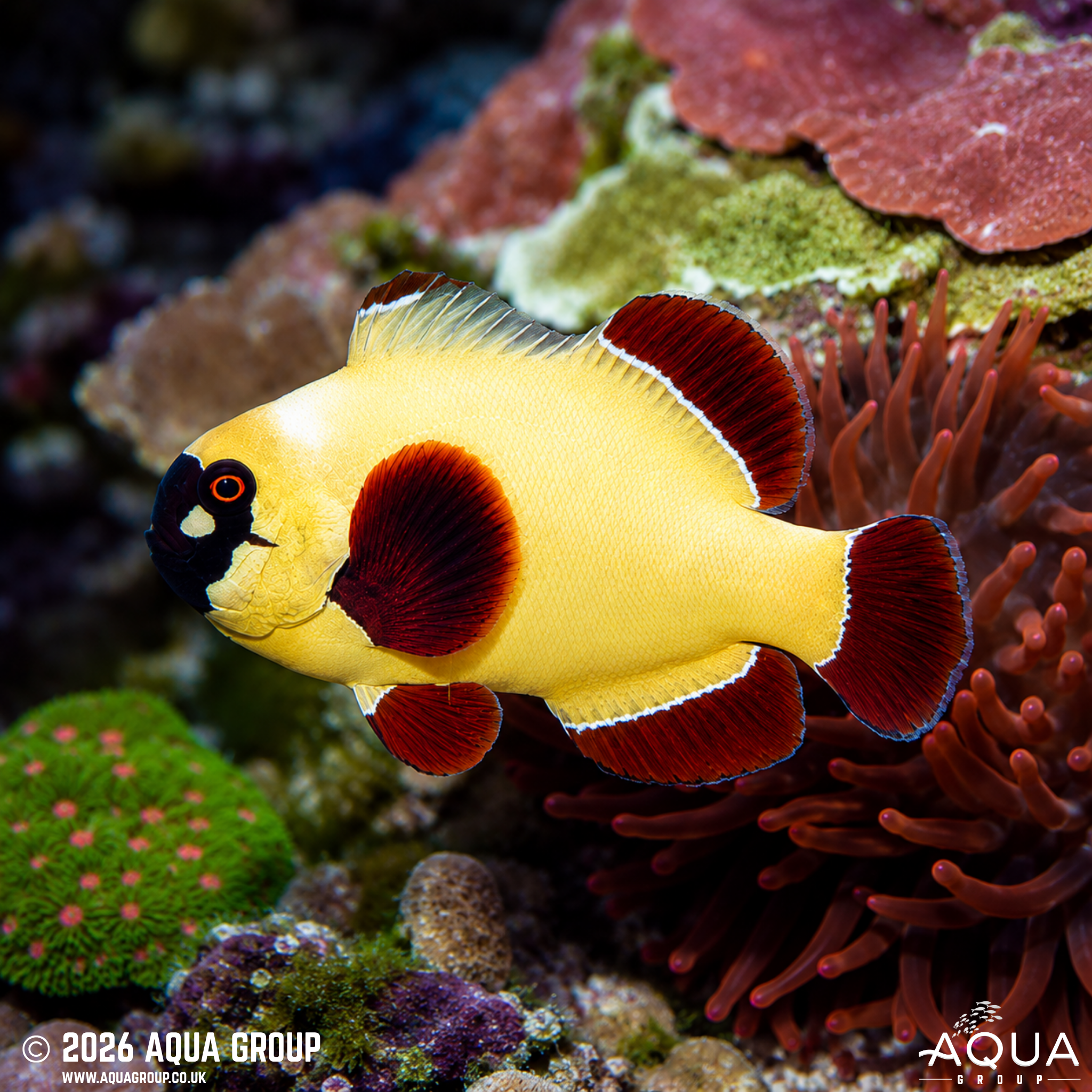 Gold Nugget Maroon Clownfish (Amphiprion biaculeatus)