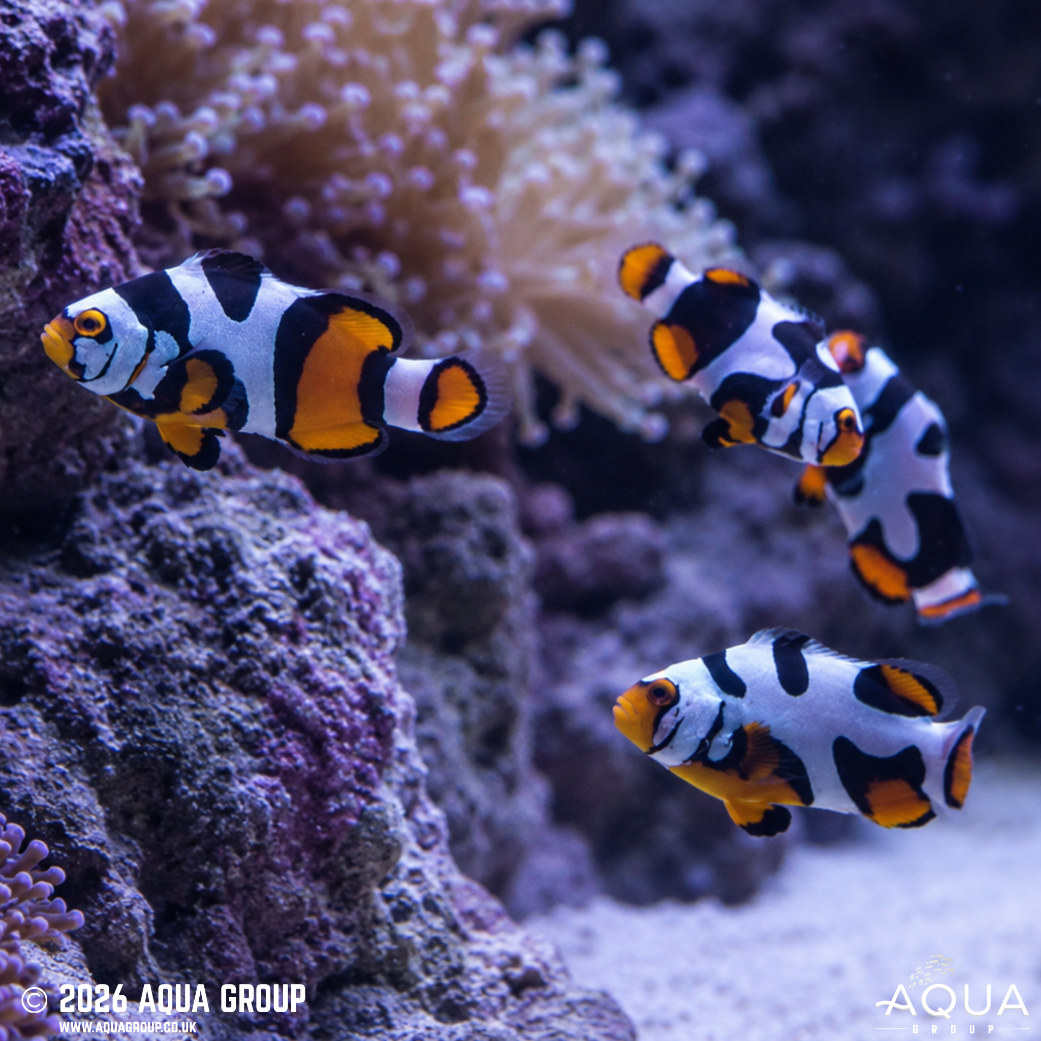 Gold Nugget Maroon Clownfish (Amphiprion biaculeatus)