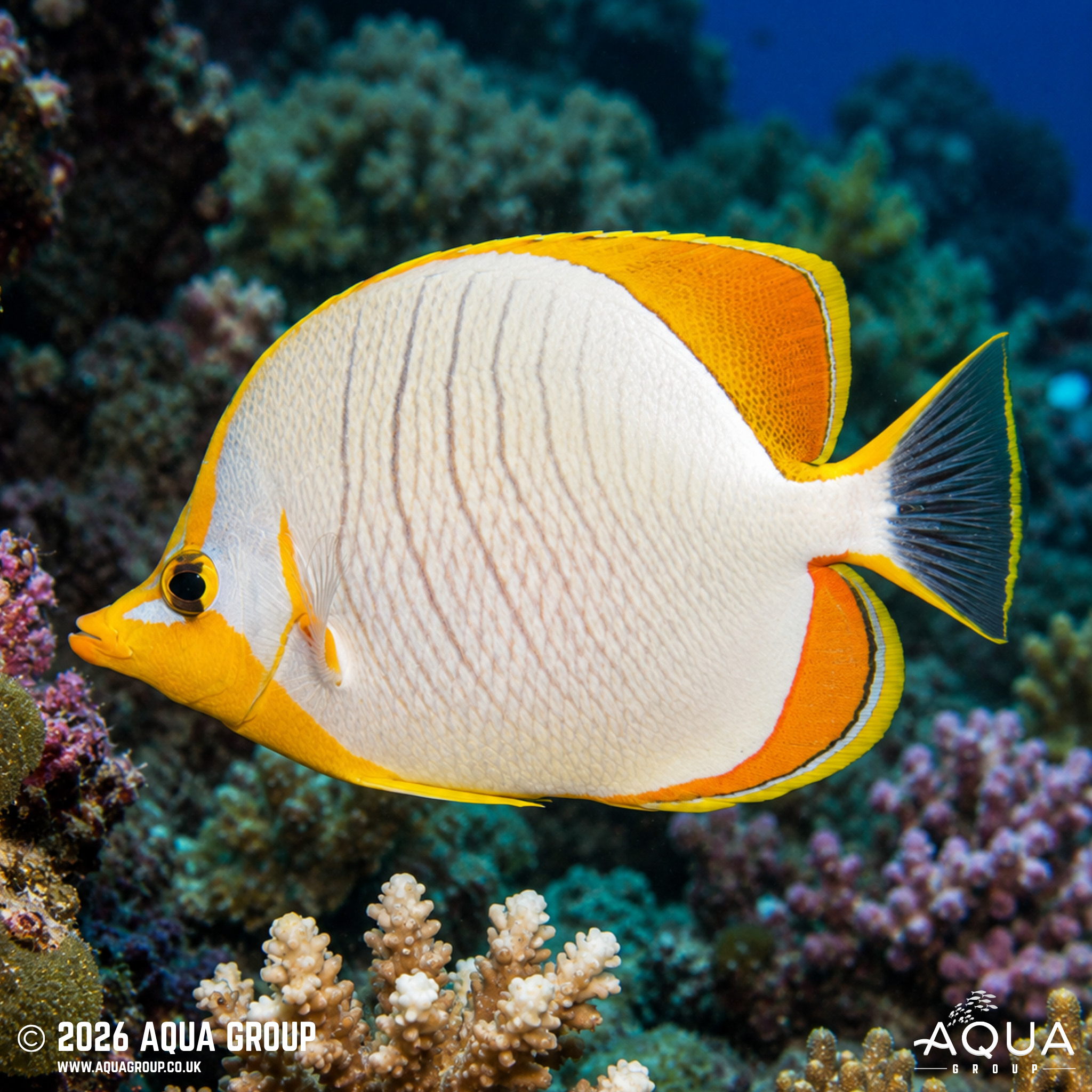 Gold Rim Butterflyfish (Chaetodon xanthocephalus)