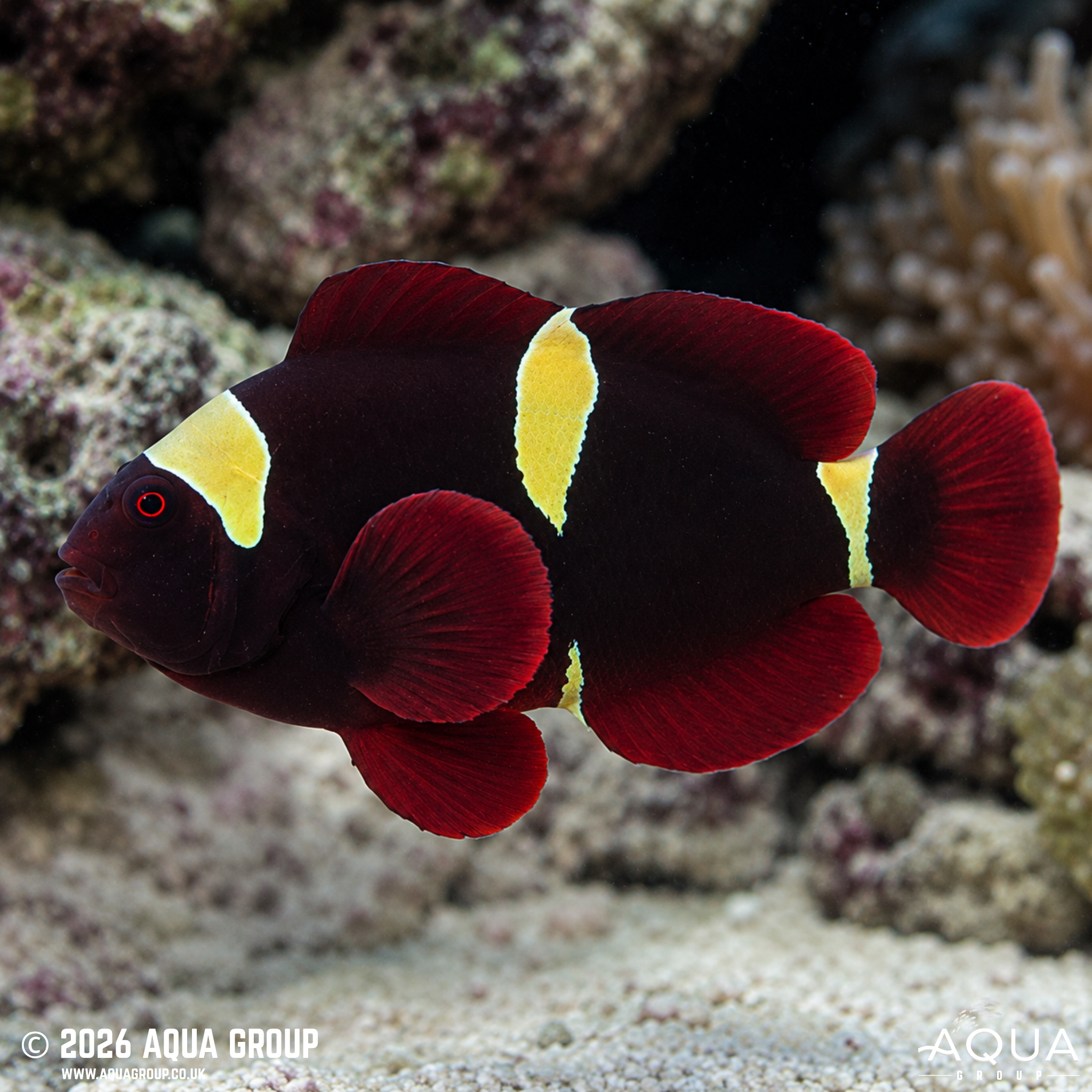 Gold Stripe Maroon Clownfish (Premnas biaculeatus)