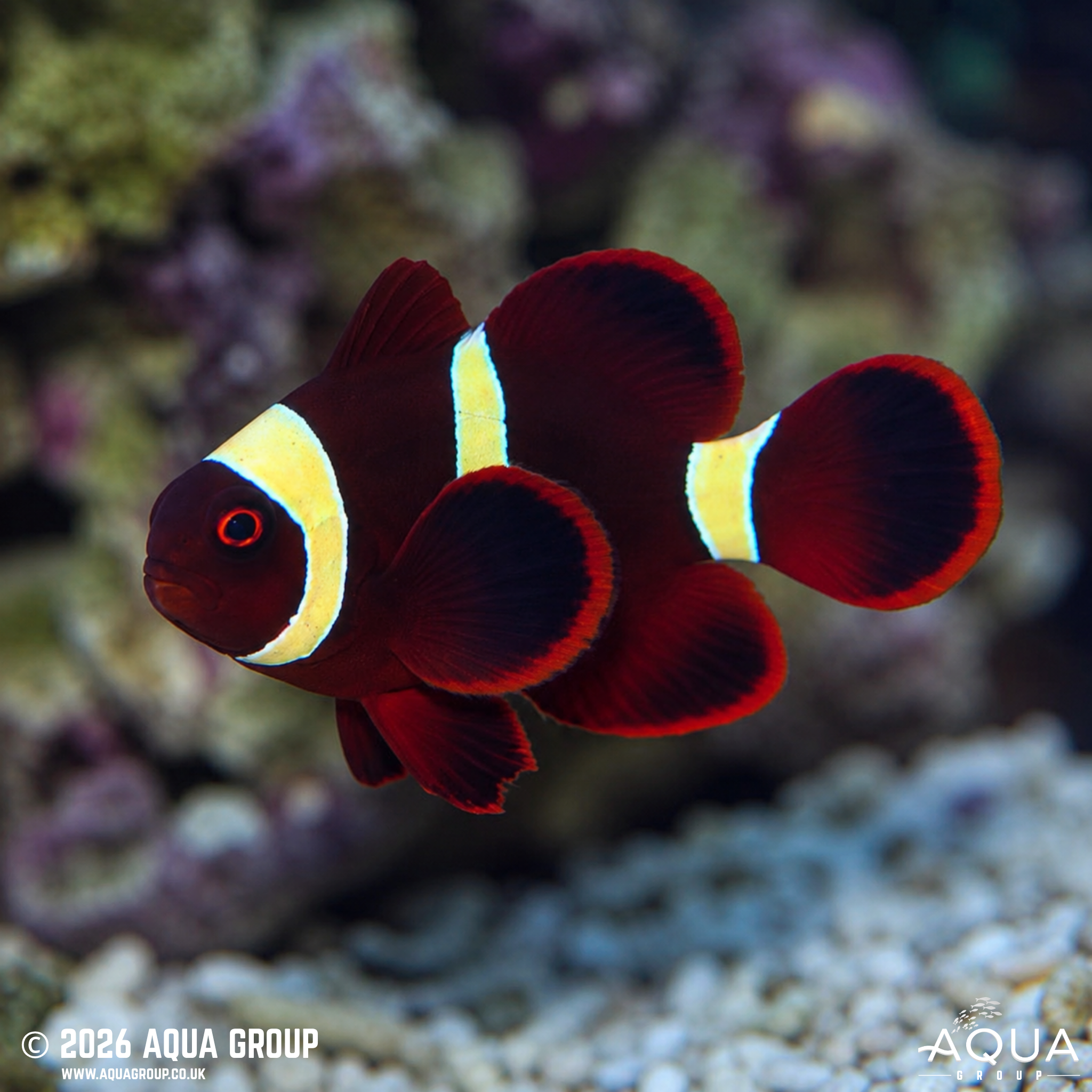 Gold Stripe Maroon Clownfish