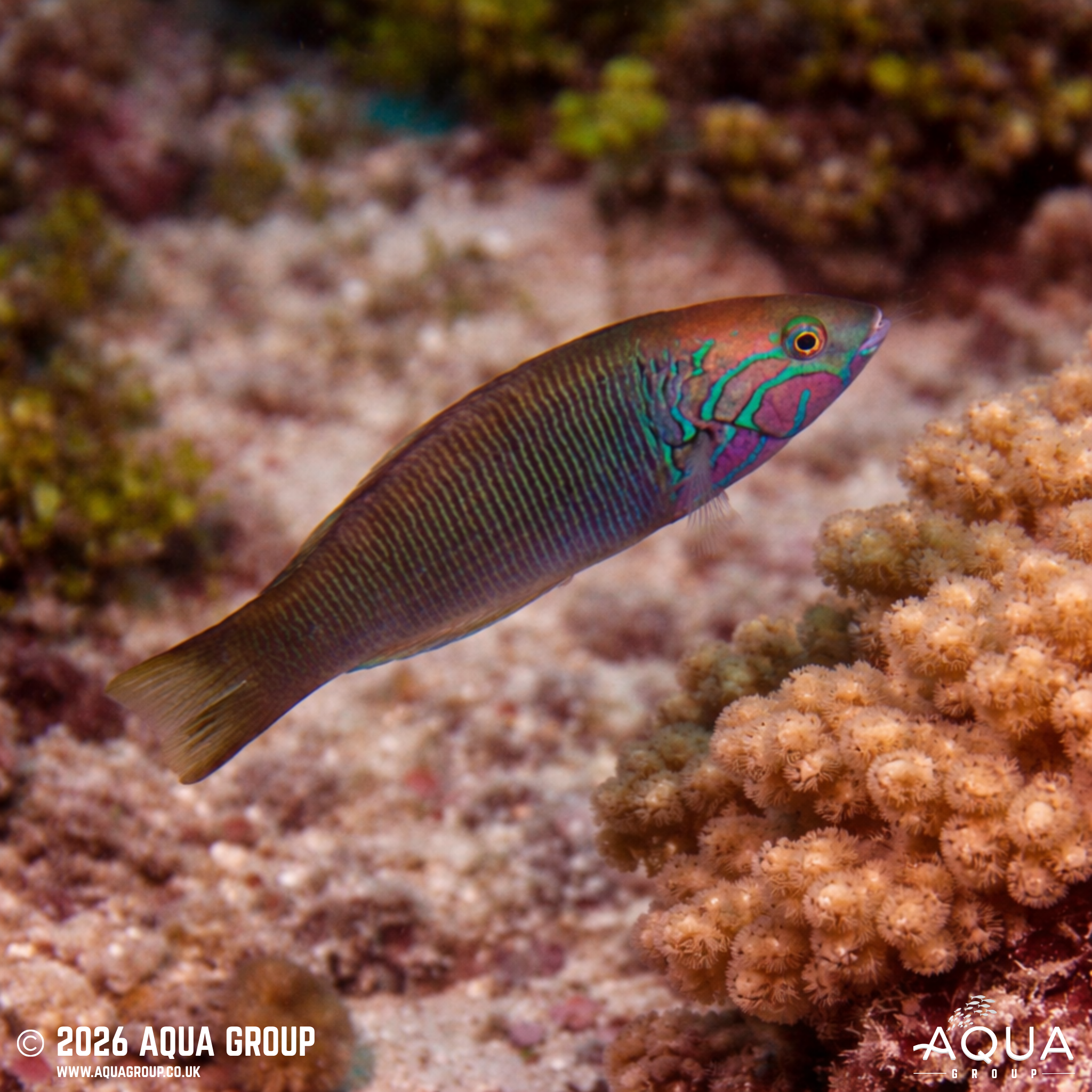 Goldbar Wrasse (Thalassoma hebraicum)