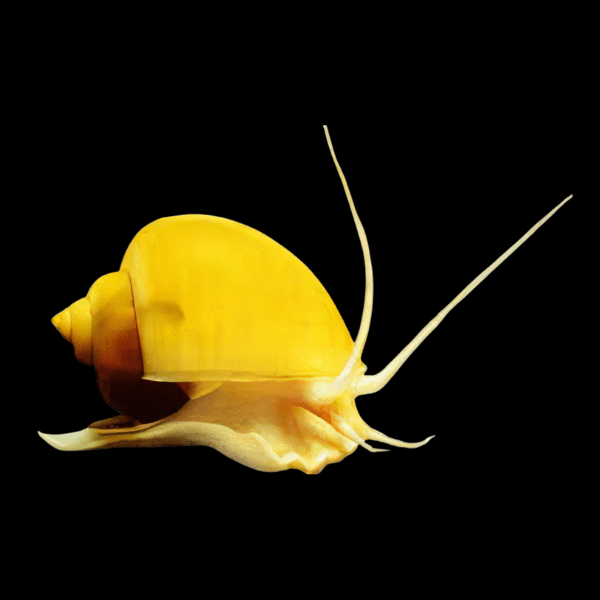Golden Apple Mystery Snail Pomacea Canaliculata 4cm - Real Aquatics