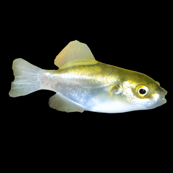 Golden Avocado Pufferfish Auriglobus Modestus 5cm - Real Aquatics