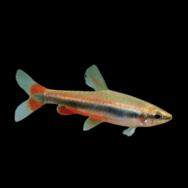 Golden Beckford's Pencil Fish Nannostomus Beckfordi 3cm - Real Aquatics