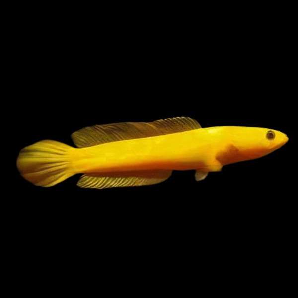 Golden Limbata Snakehead Channa Limbata 5cm - Real Aquatics