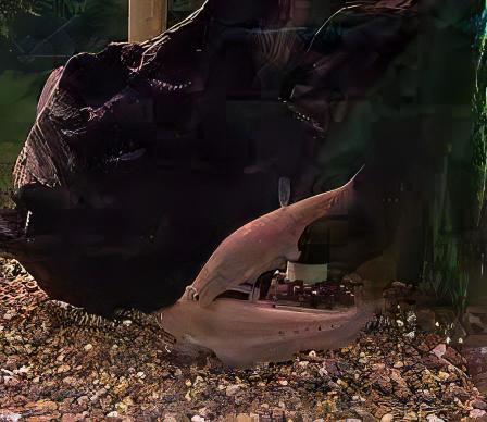 Golden Clown Knife Fish Notopterus Chitala 10cm - Real Aquatics