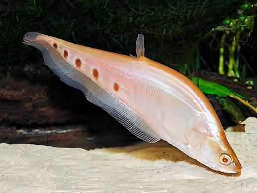 Golden Clown Knife Fish Notopterus Chitala 10cm - Real Aquatics