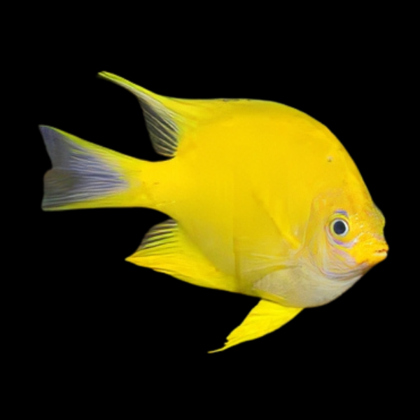 Golden Damsel Amblyglyphidodon Aureus - Real Aquatics