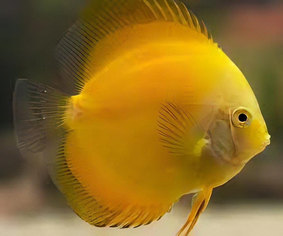 Golden Discus