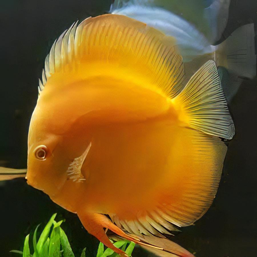 Golden Discus