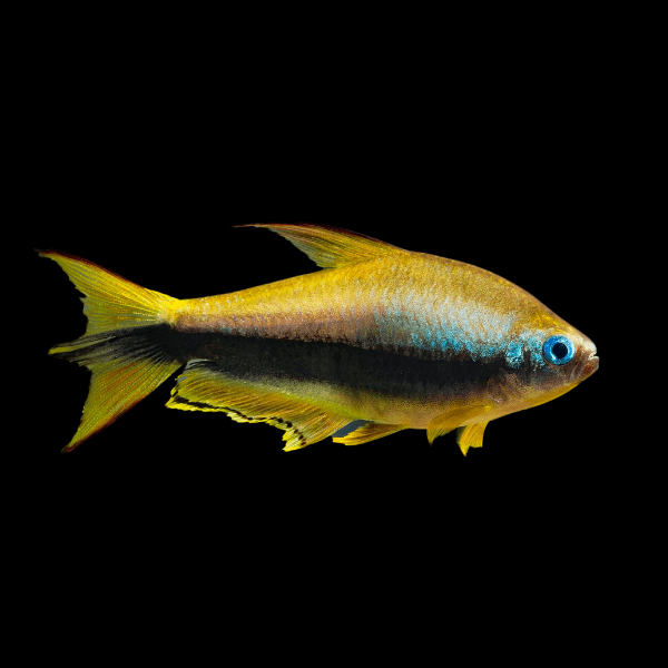 Golden Emperor Tetra Nematobrycon Palmeri 3cm - Real Aquatics