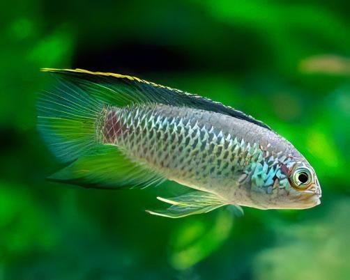 Golden Eyed Dwarf Cichlid Nannacara Anomala 3cm - Real Aquatics