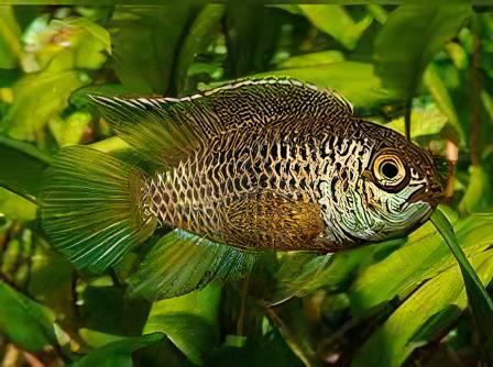 Golden Eyed Dwarf Cichlid Nannacara Anomala 3cm - Real Aquatics