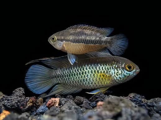 Golden Eyed Dwarf Cichlid Nannacara Anomala 3cm - Real Aquatics