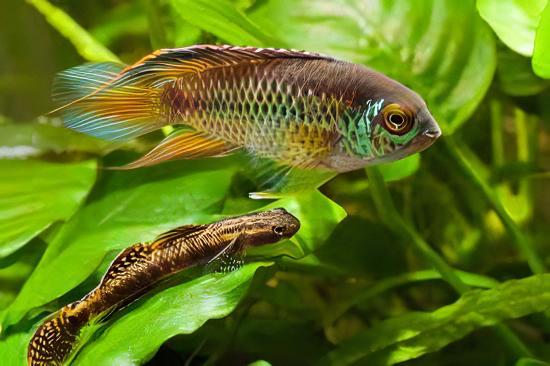 Golden Eyed Dwarf Cichlid Nannacara Anomala 3cm - Real Aquatics