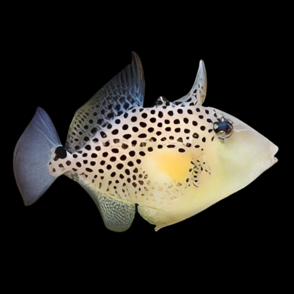 Golden Heart Trigger Fish Balistes Punctatus - Real Aquatics