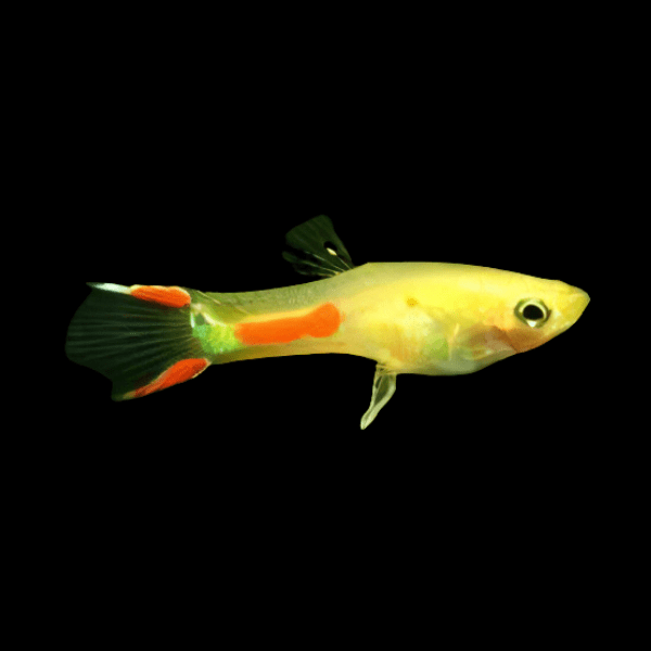 Golden Male Endler Guppy Fish Poecilia Wingei 3cm - Real Aquatics