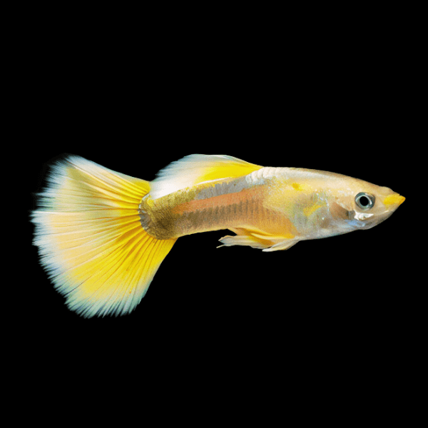 Golden Male Guppy Poecilia Reticulata 3cm - Real Aquatics