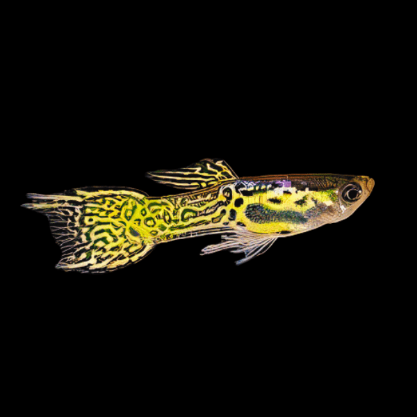 Golden Male Snakeskin Endler Guppy Fish Poecilia Wingei 3cm - Real Aquatics